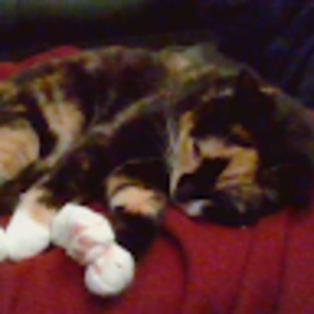 Meet your Posher, Zoe